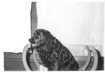 Smoky the family dog. He passed May 13, 1968 and is buried in the family plot along with Lee, Bertie, Clyde, Mary, and Ruth.